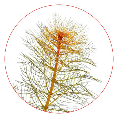 Перистолистник красный (меристемное растение)